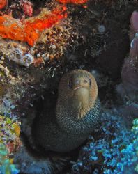 "Mr.Curious" Taken at paradise reef in Cozumel, Mx DX8000... by Troy Wegner 